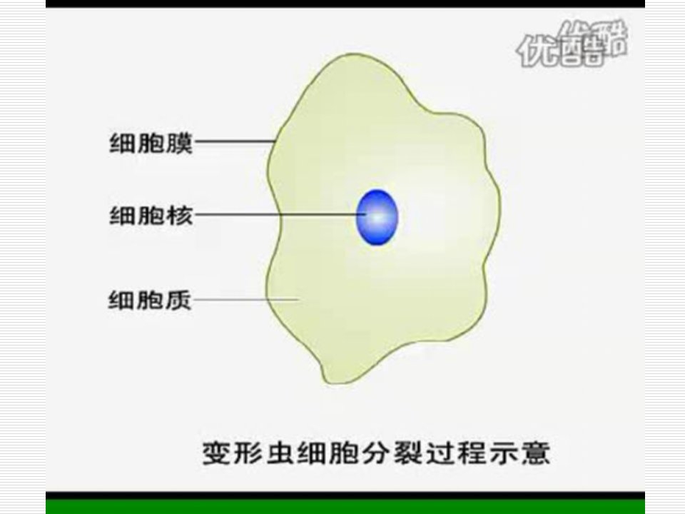 苏教版教学课件[名校联盟]江苏省南京市东山外语国际学校高二生物《细胞增殖》课件