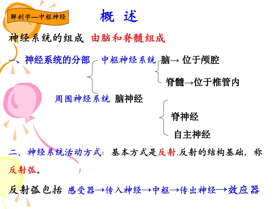 解剖学神经系统中枢神经系统