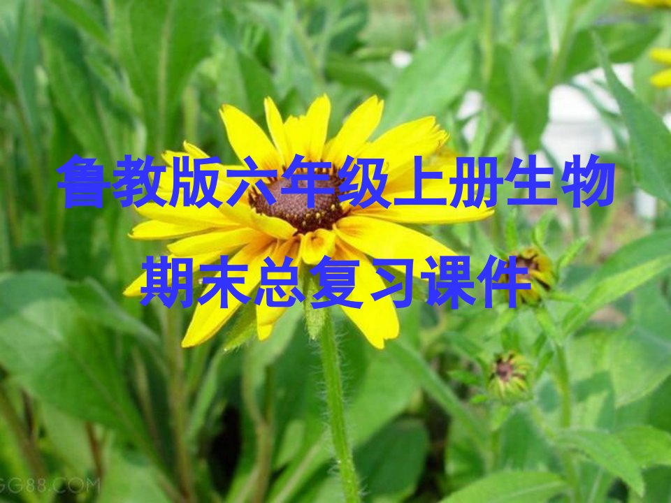 鲁教版六年级上册生物期末复习课件