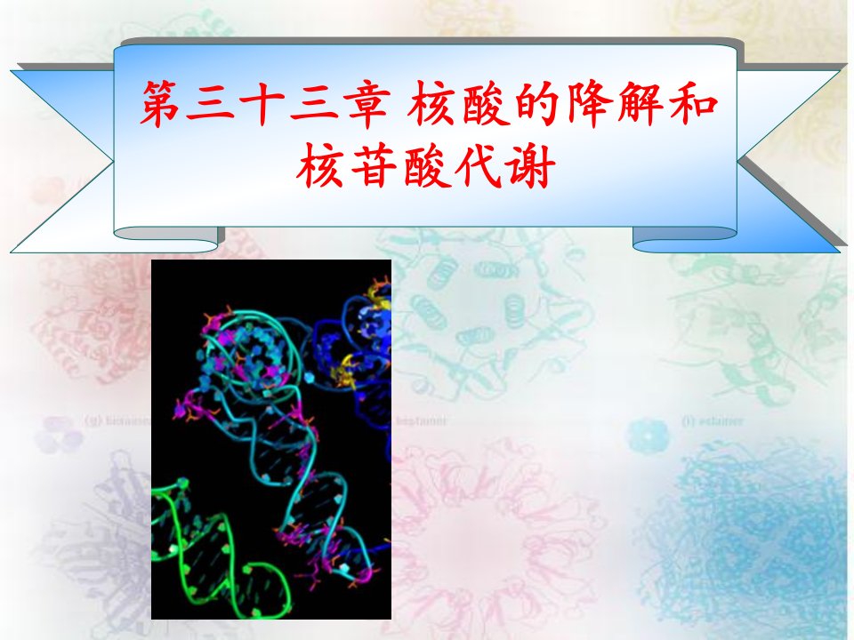 第九章核酸的降解和核苷酸的代谢