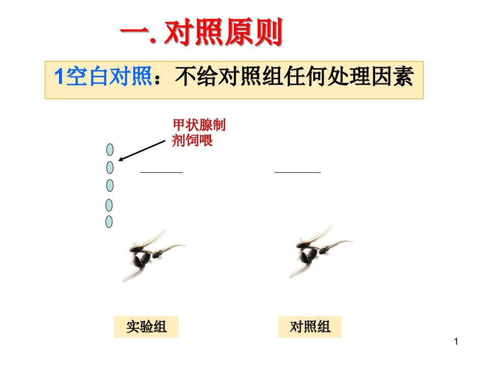 生物实验复习专题课件