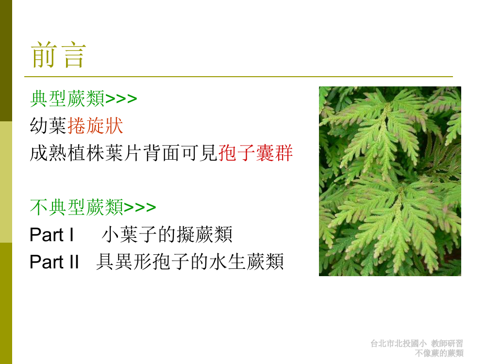 蕨类植物介绍拟蕨类