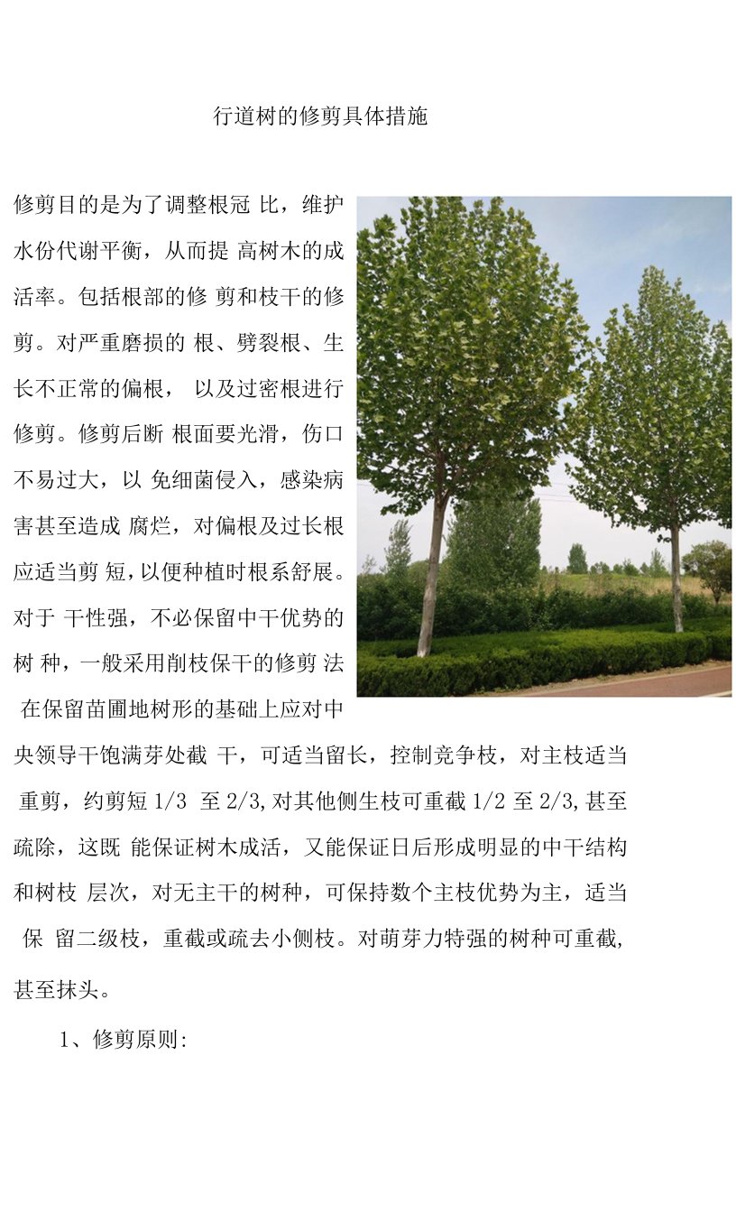 行道树的修剪具体措施