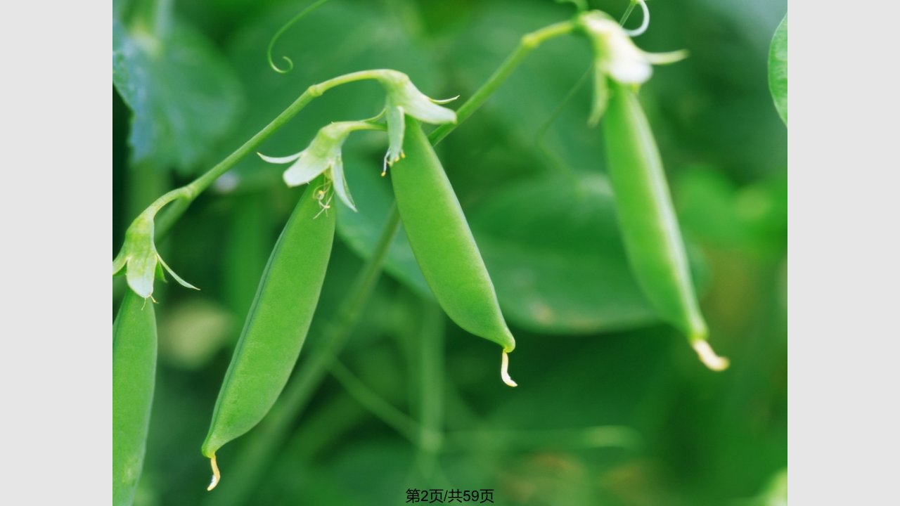 盂德尔豌豆杂交实验一