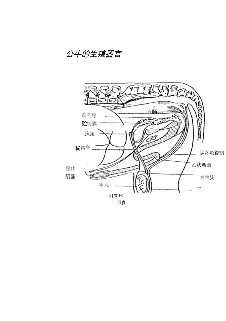 公牛的生殖器官