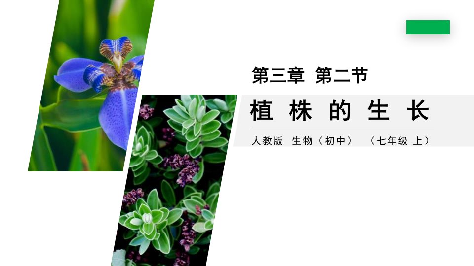 人教版七年级生物上册《植株的生长》ppt课件