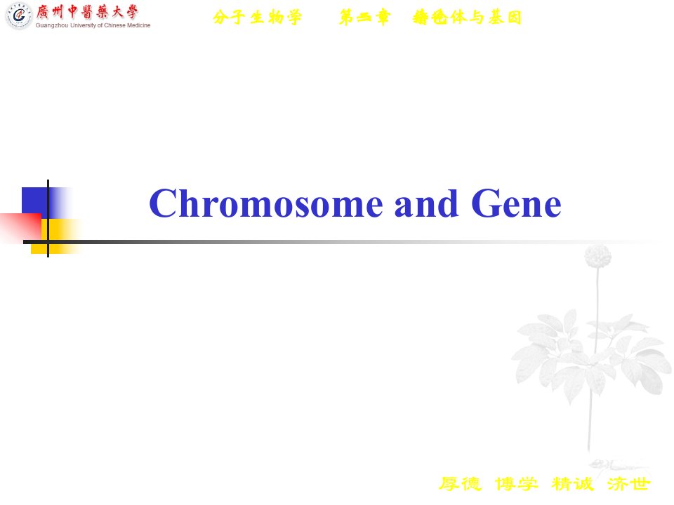 CH2-gangan-染色体与基因