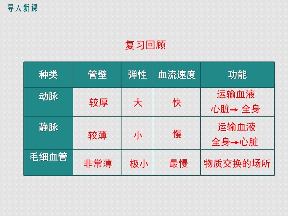 4.心脏的结构