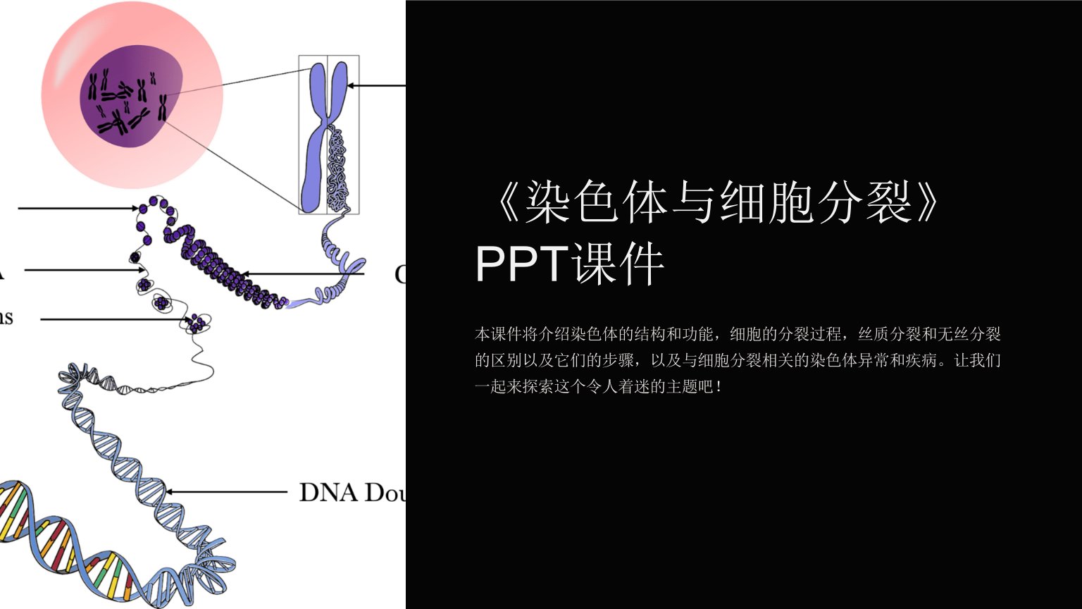 《染色体与细胞分裂》课件