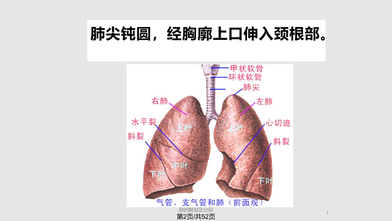 支气管镜指南