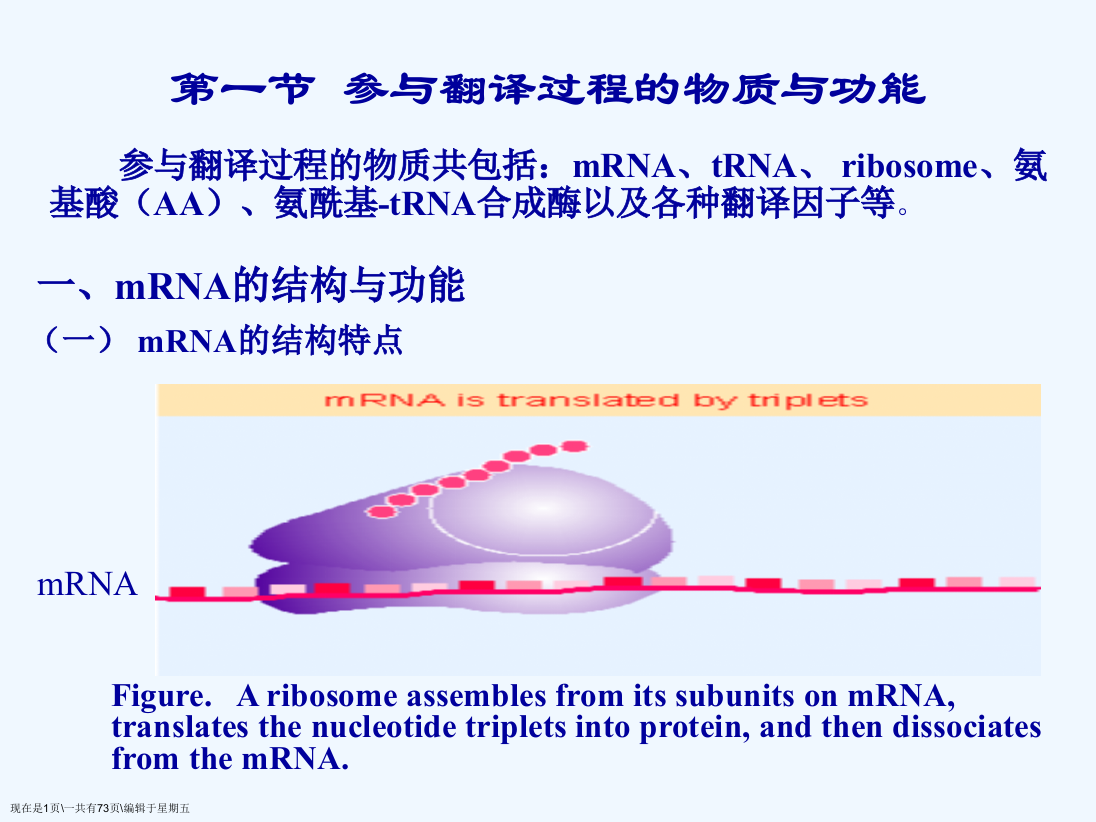 蛋白质的生物合成翻译课件