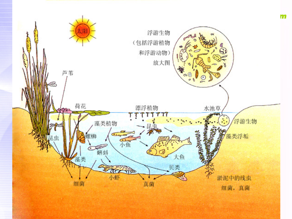 高中生物-群落的结构-苏教版必修