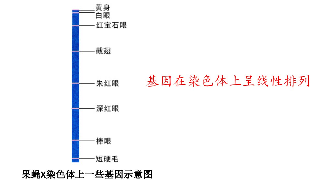 3.4基因通常是有遗传效应的DNA片段课件高一下学期生物人教版必修2