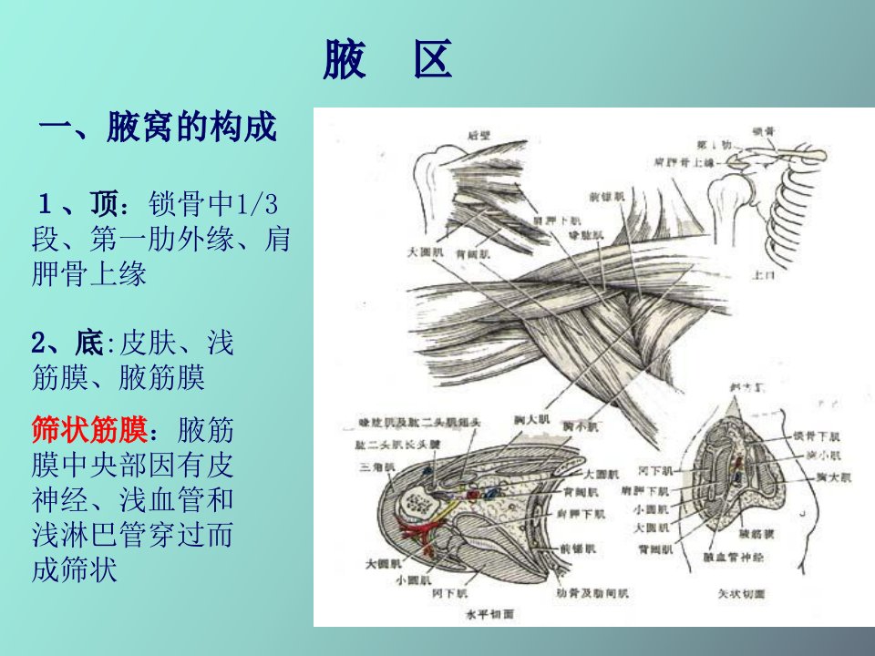 局部解剖学上肢