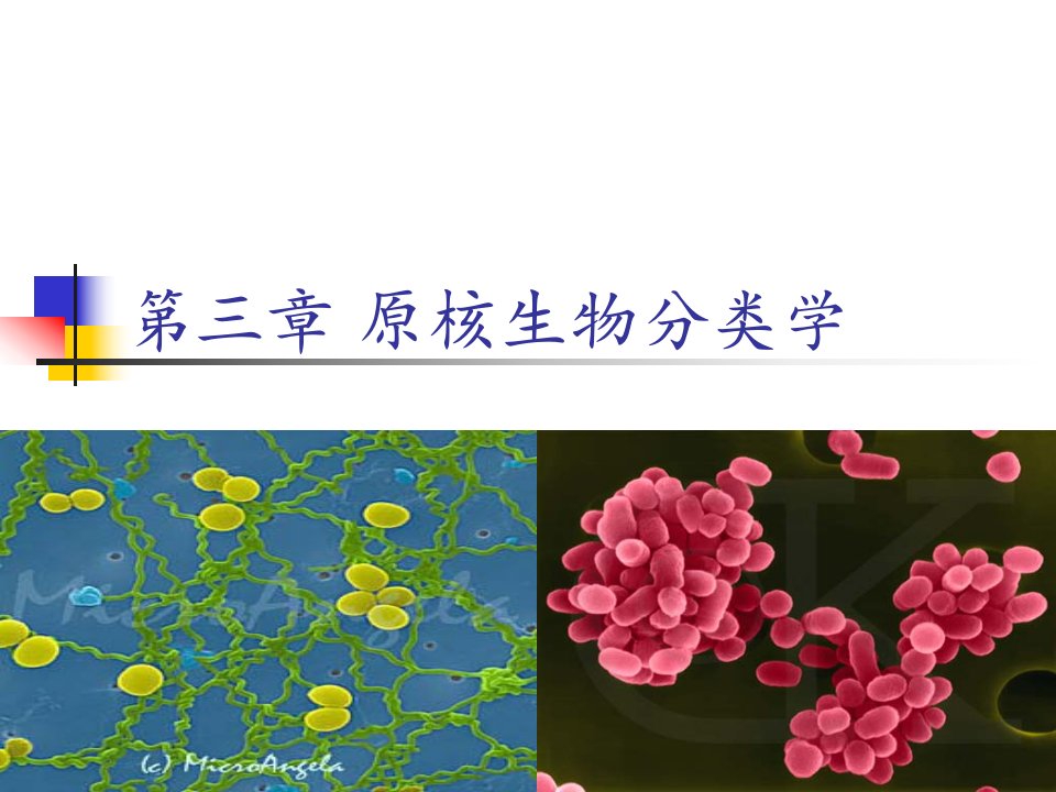 第3章原核生物分类学