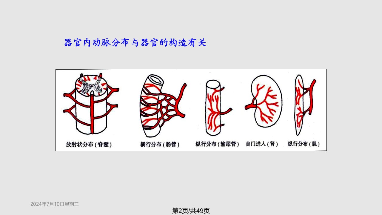 脉管系统动脉