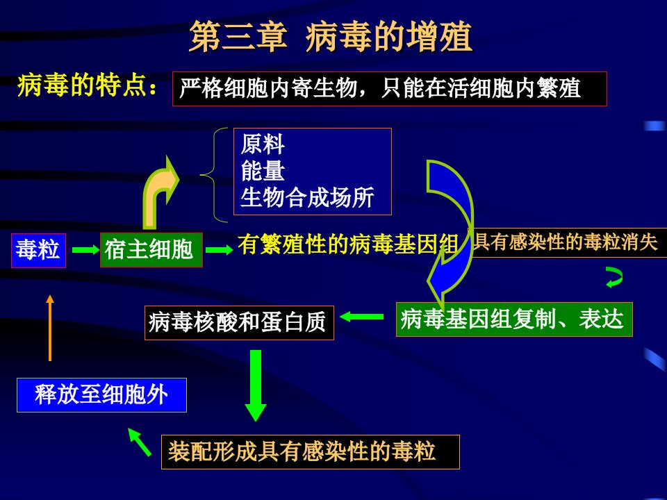 《病毒的增殖》PPT课件