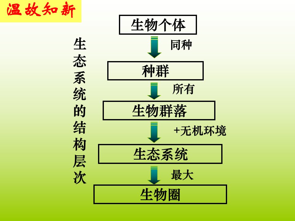 51生态系统的结构1