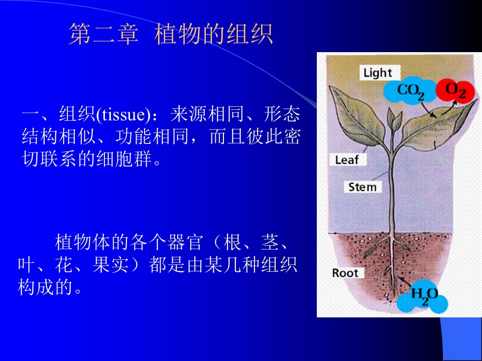 药用植物学组织