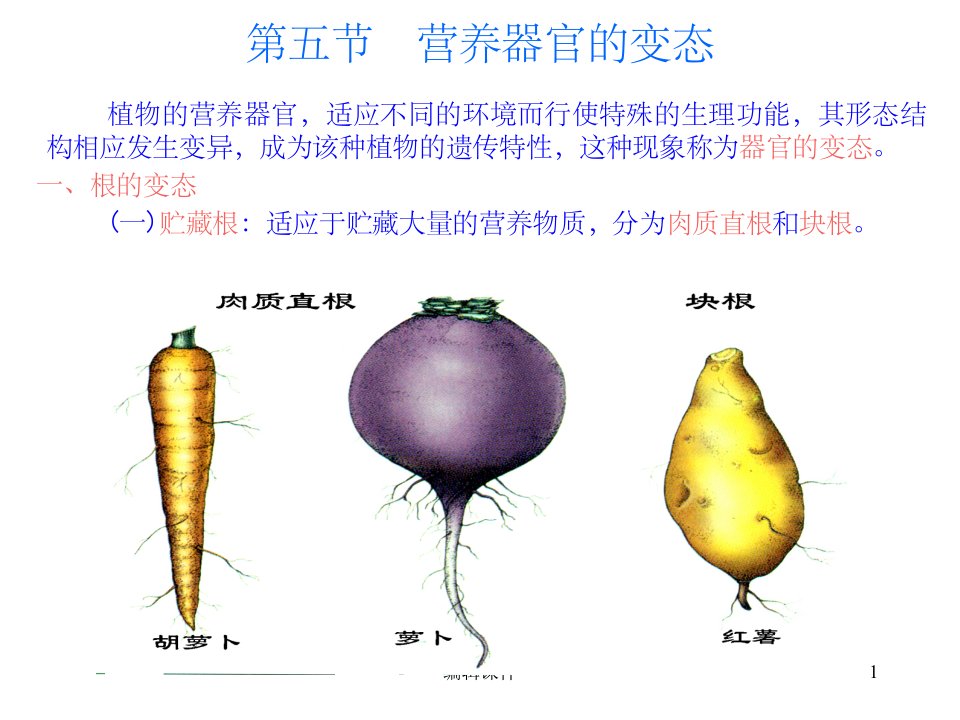 植物器官的变态