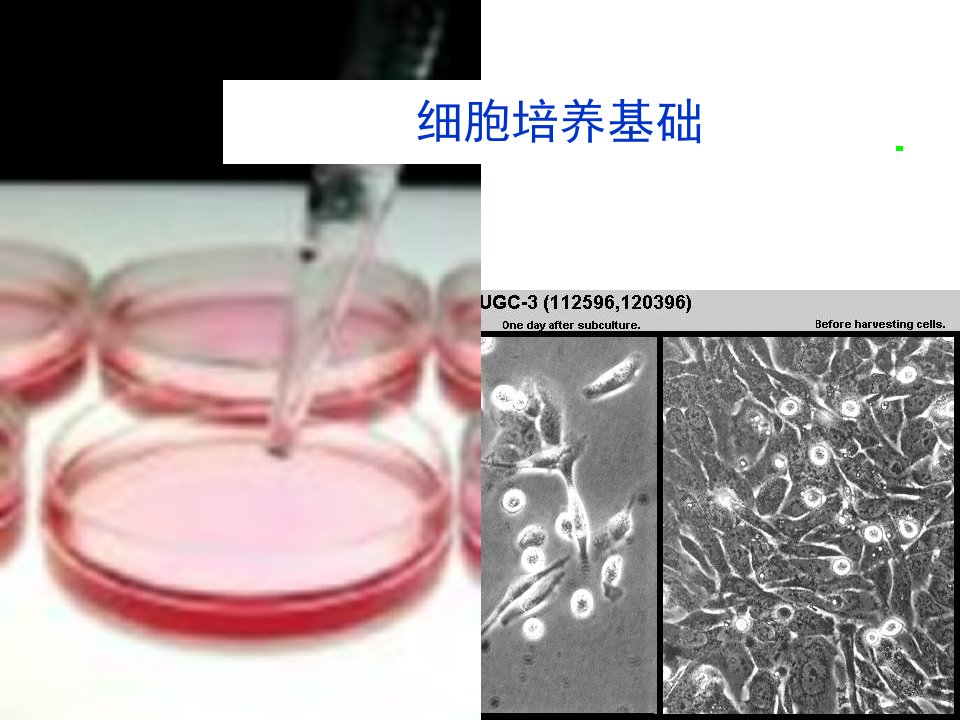 《细胞培养技术》PPT课件