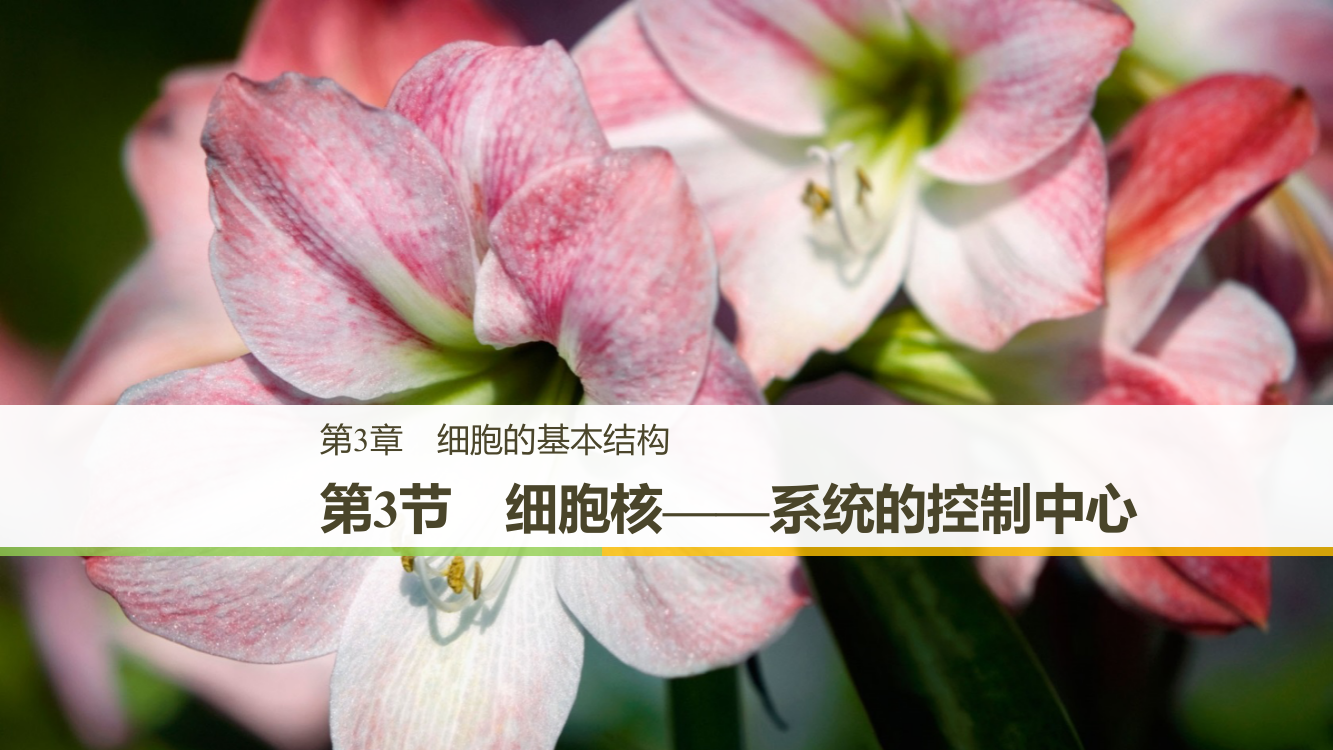 第3章第3节　细胞核——系统的控制中心