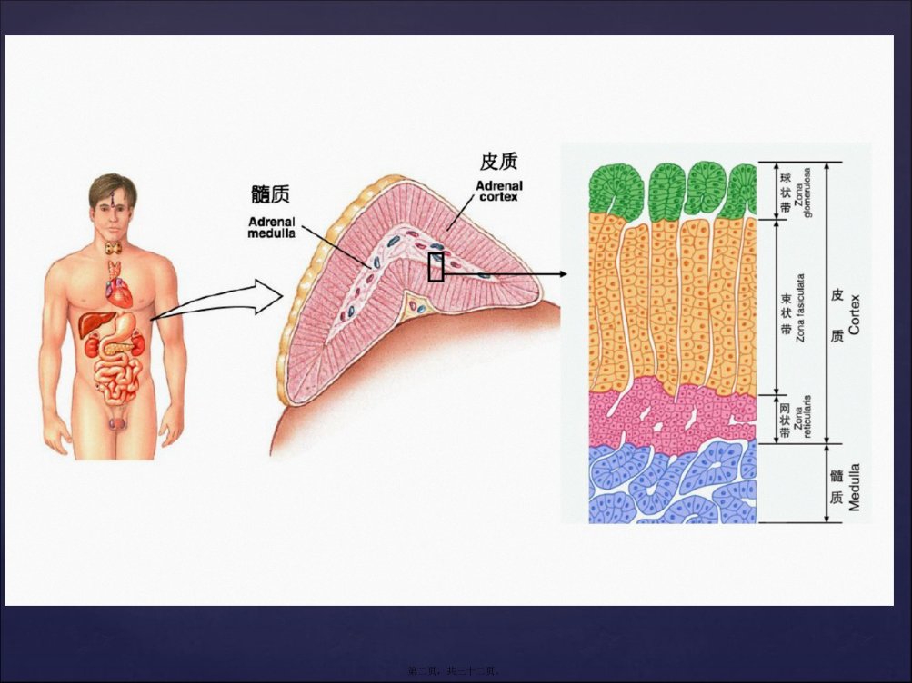 医学专题库欣综合征专家共识自创