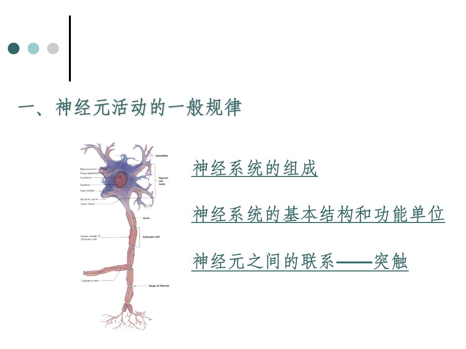 执业兽医资格考试生理学第九单元-神经系统【Nervous-System】-PPT幻灯片