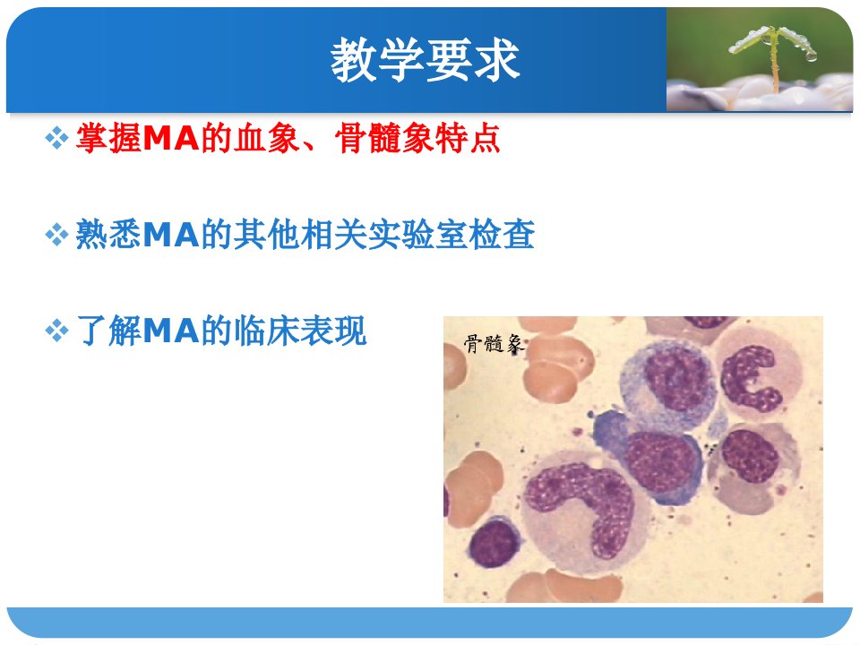 血液学检验巨幼细胞性贫血课件
