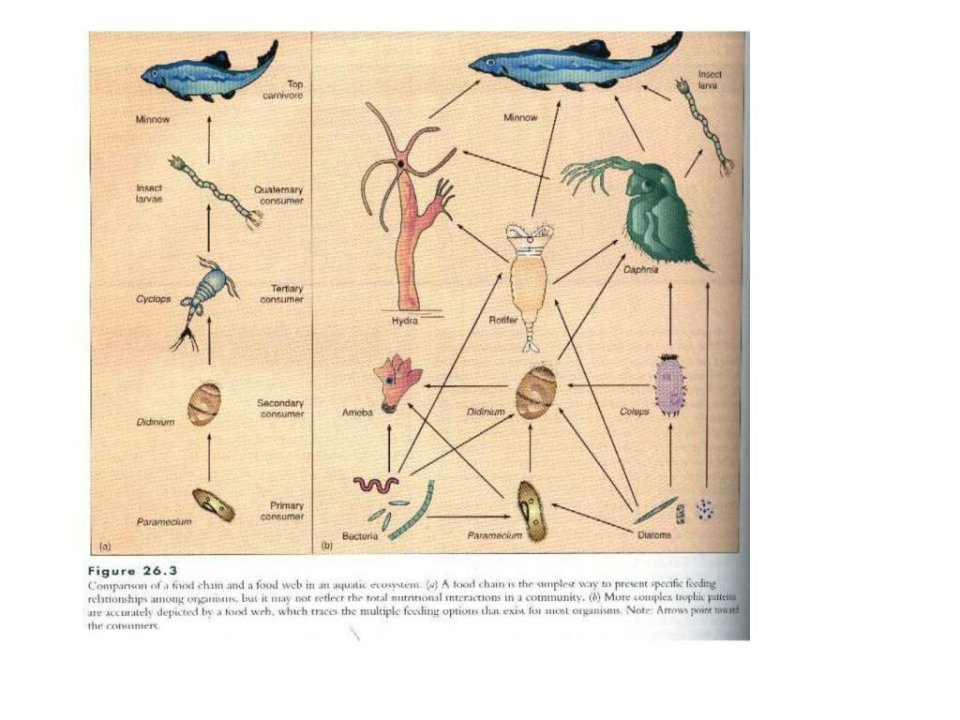 最新微生物生态学4.1生物群体的相互作用.pptPPT课件