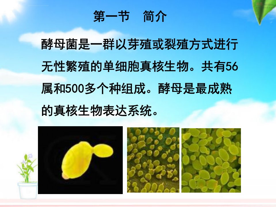 第十五章酵母菌基因工程选编ppt课件