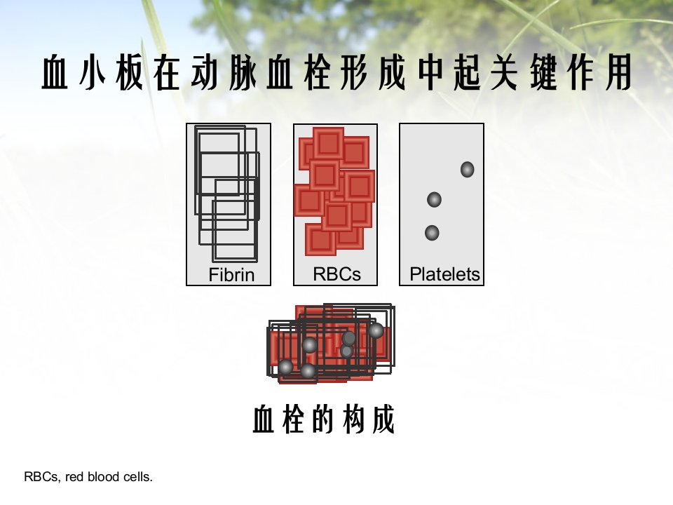 缺血心血管病抗血小板活化治疗