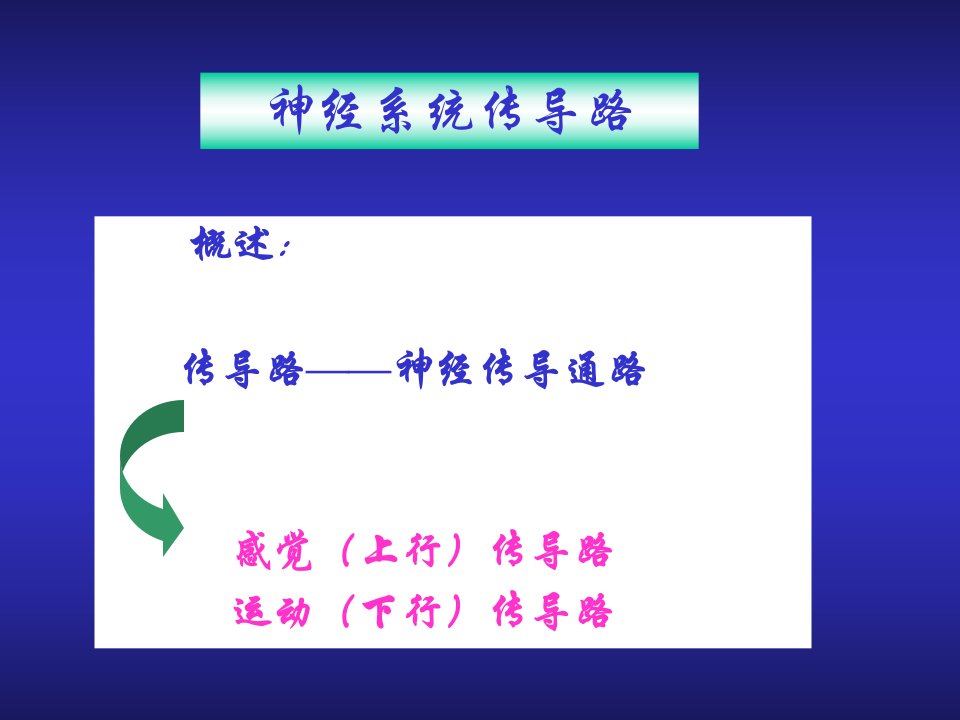 《神经传导通路》PPT课件