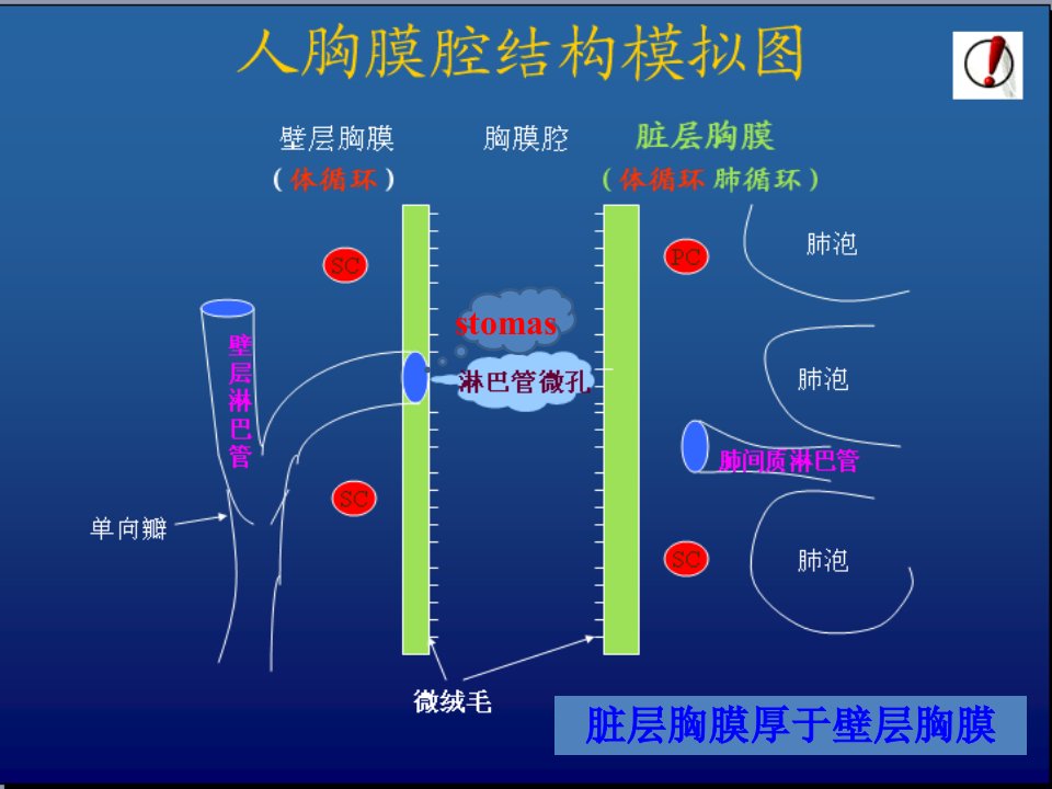 医学专题胸腔积液