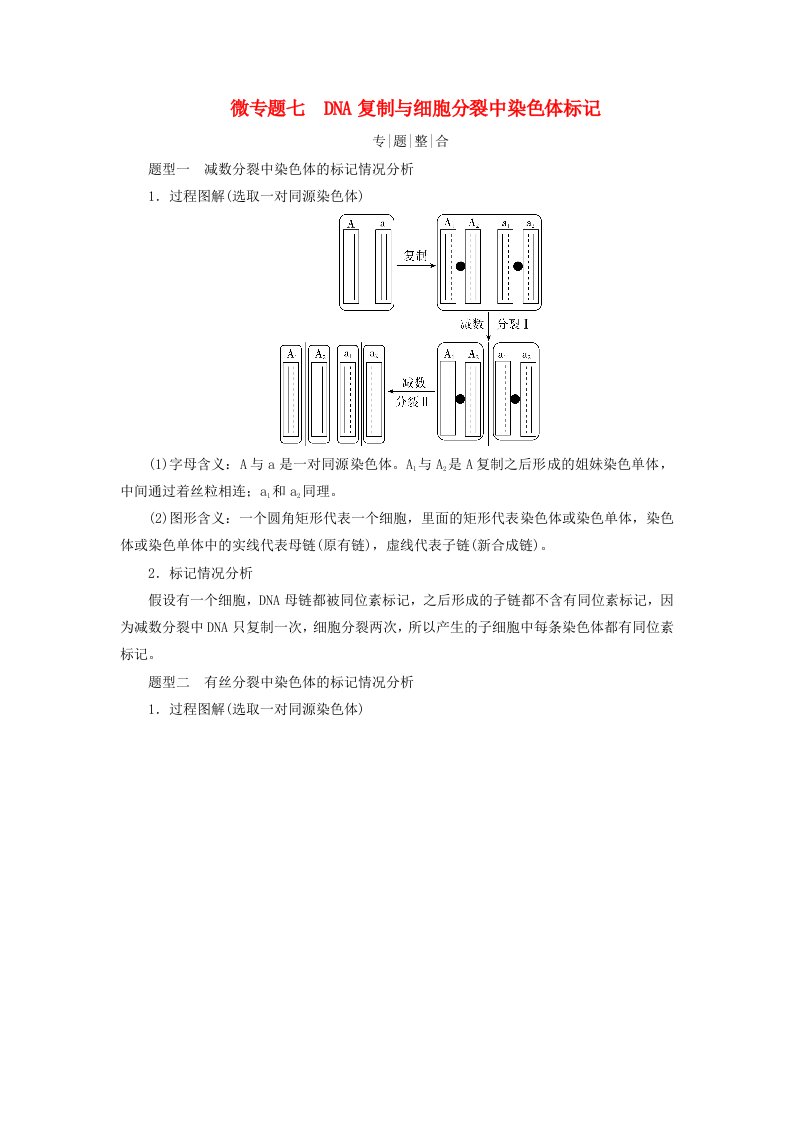 2025版高考生物一轮总复习教师用书必修2微专题7DNA复制与细胞分裂中染色体标记