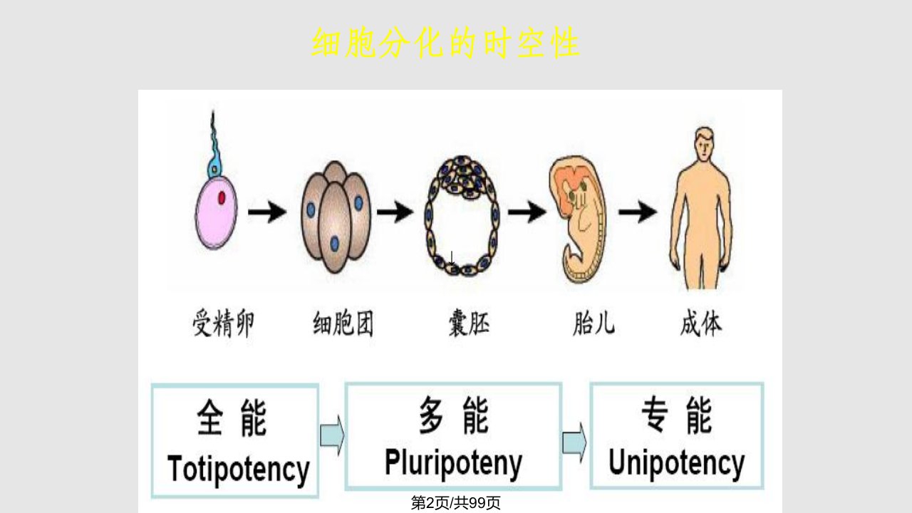 细胞分化干细胞