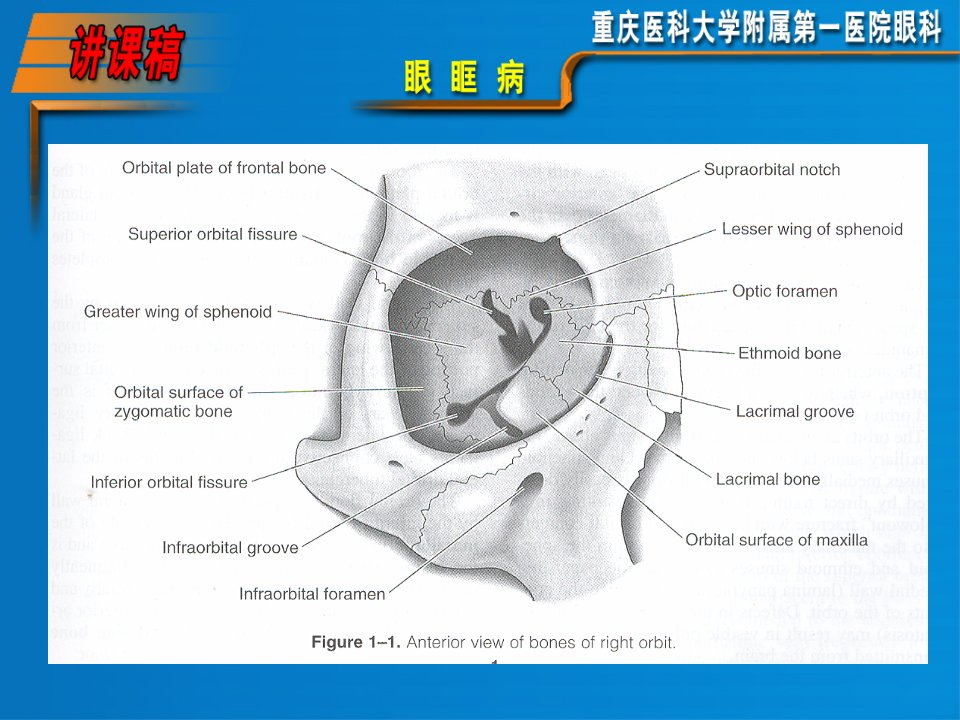 七年制医学课件眼科7眼眶病