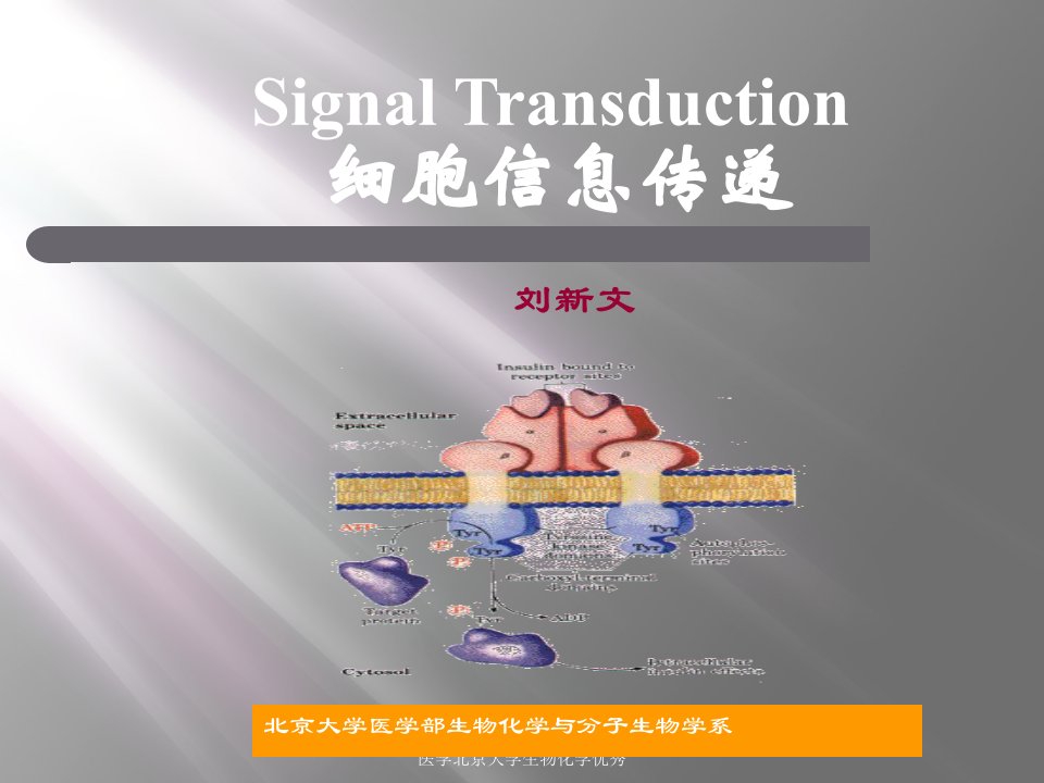 医学北京大学生物化学优秀课件