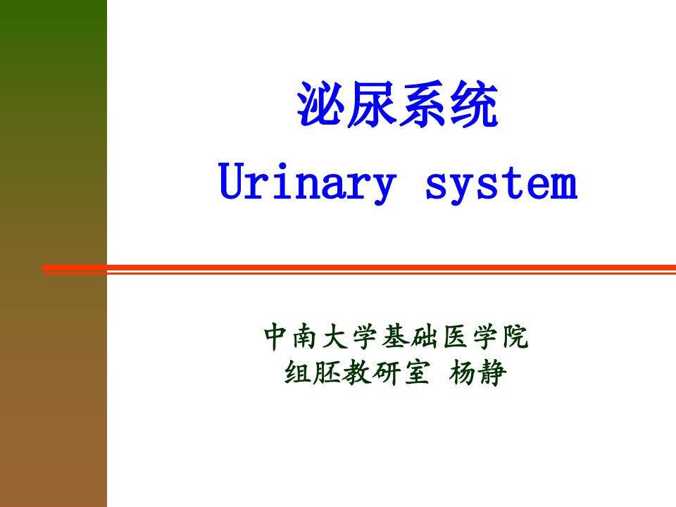 第17章泌尿系统