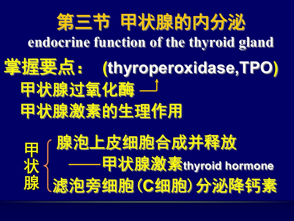 甲状腺的内分泌