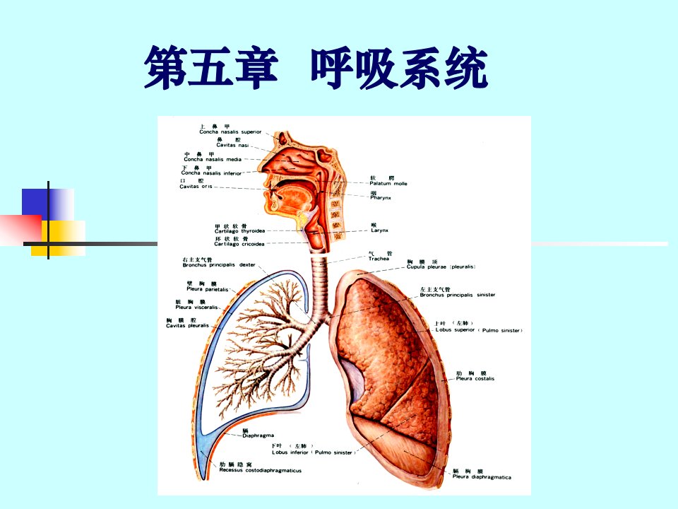 《内脏学呼吸》PPT课件