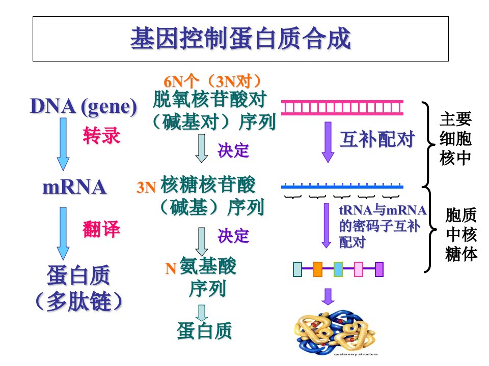 生物：4.2和5.1《基因突变与基因重组》(新人教版必修2)(1)课件