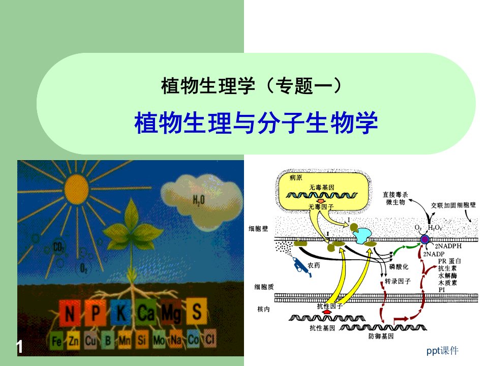 植物生理学--植物生理与分子生物学--课件