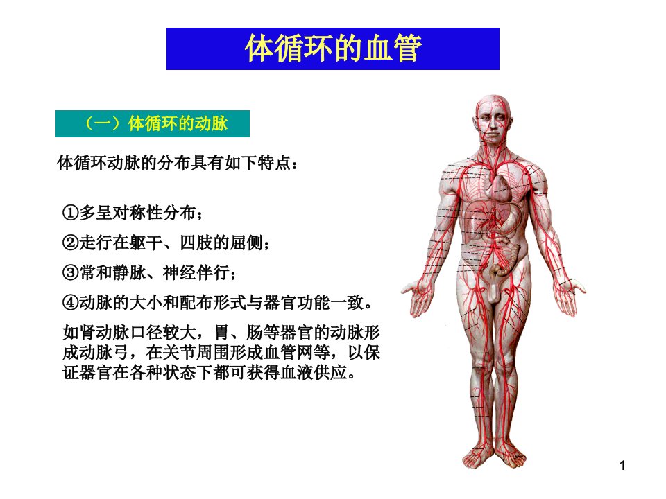 人体解剖学体循环动脉课件