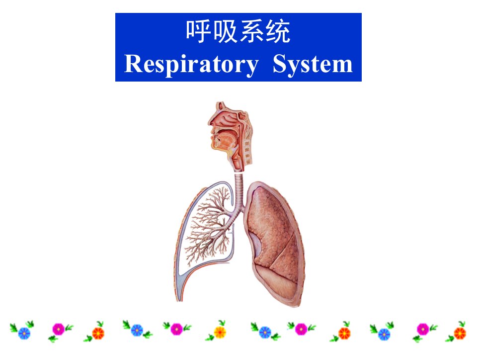 [预防医学]系统解剖学呼吸系统-各论