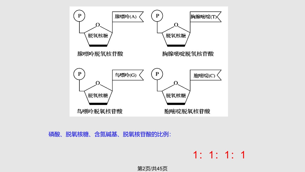 DNA分子结构复习