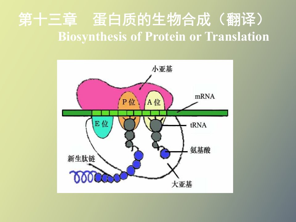 生物化学蛋白质的生物合成