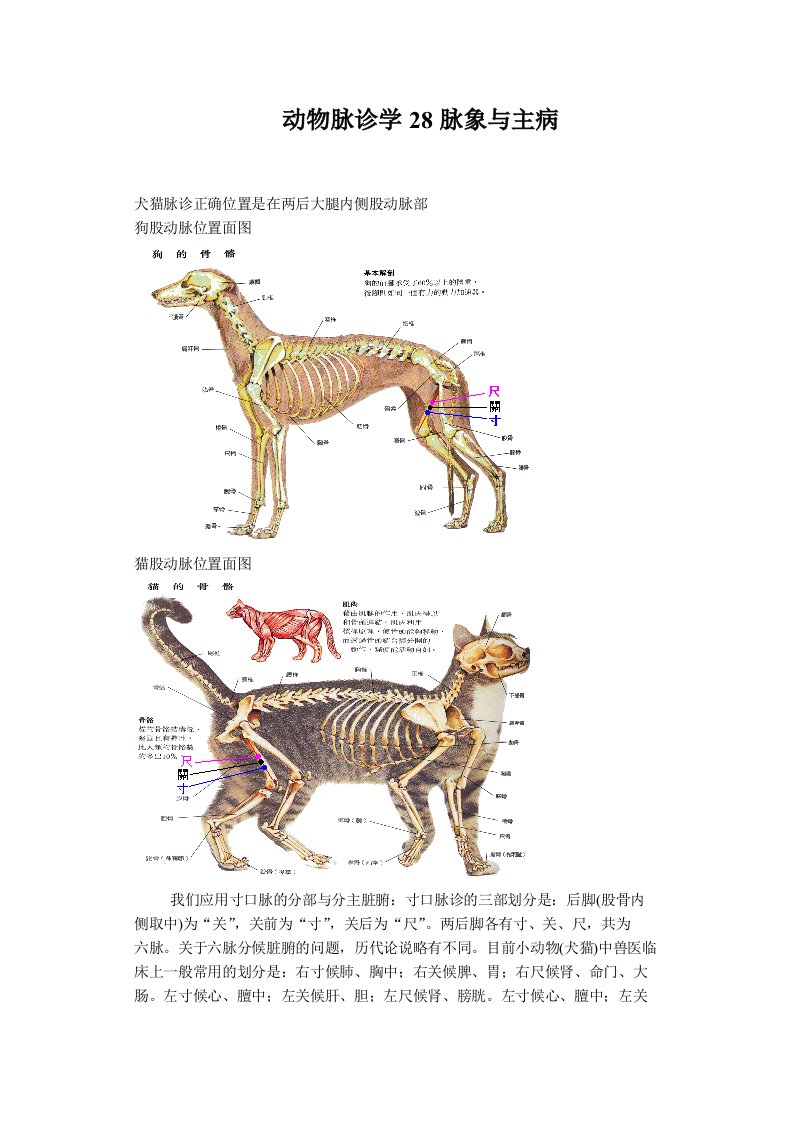 动物脉诊学28脉象与主病学术报告