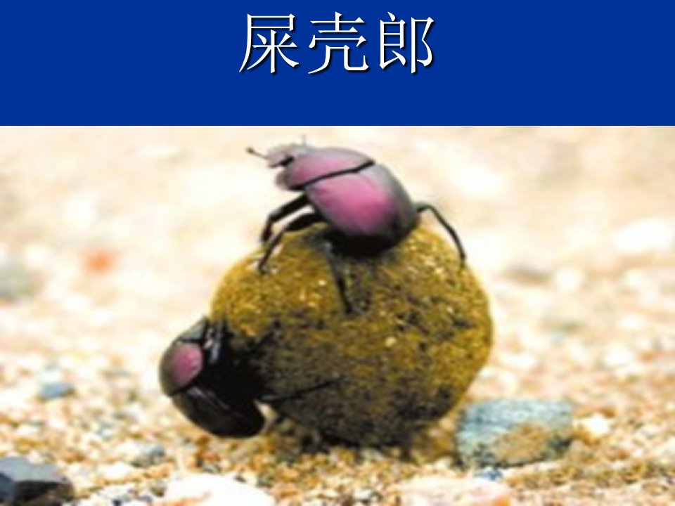 屎壳郎(DungBeetle)ppt