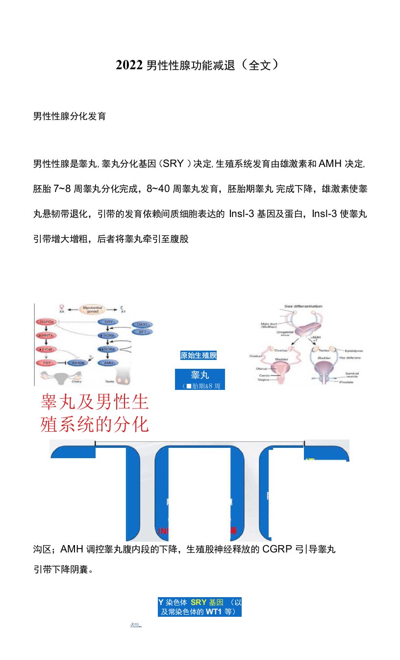 2022男性性腺功能减退（全文）